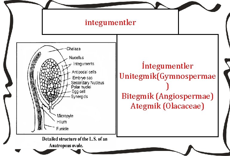 integumentler İntegumentler Unitegmik(Gymnospermae ) Bitegmik (Angiospermae) Ategmik (Olacaceae) 