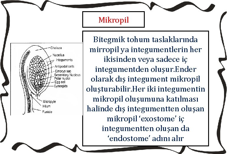 Mikropil Bitegmik tohum taslaklarında mirropil ya integumentlerin her ikisinden veya sadece iç integumentden oluşur.