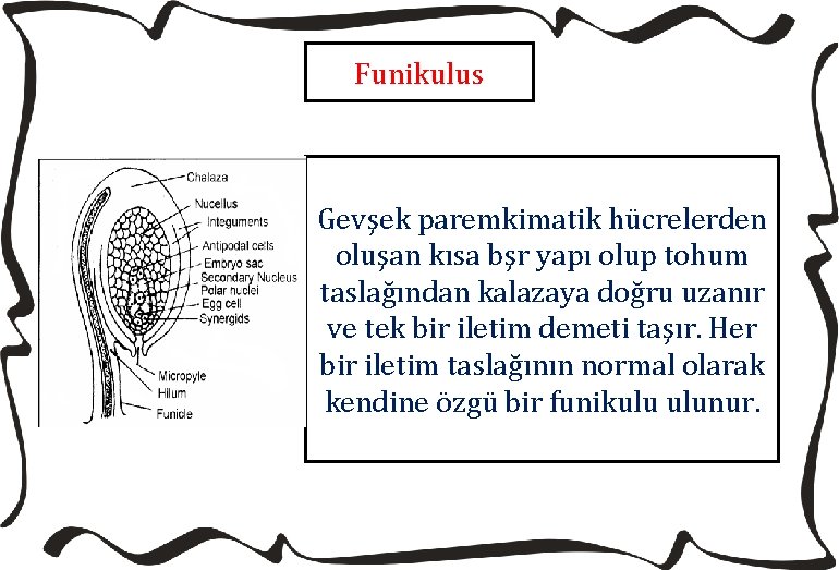 Funikulus Gevşek paremkimatik hücrelerden oluşan kısa bşr yapı olup tohum taslağından kalazaya doğru uzanır