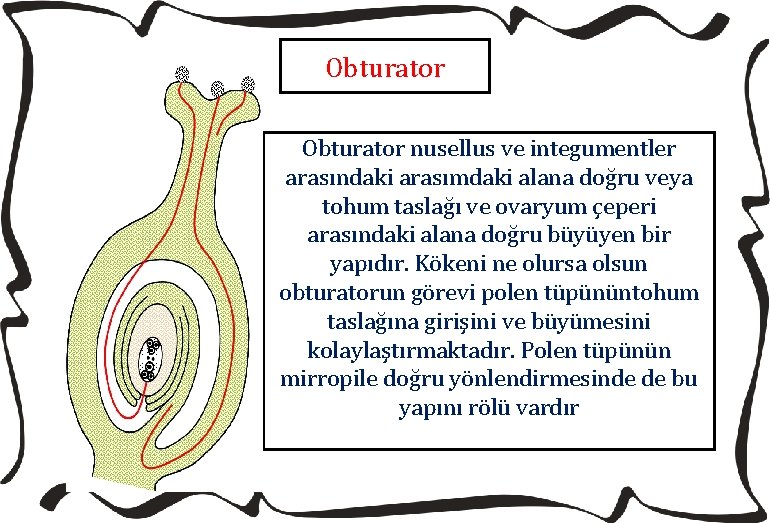 Obturator nusellus ve integumentler arasındaki arasımdaki alana doğru veya tohum taslağı ve ovaryum çeperi