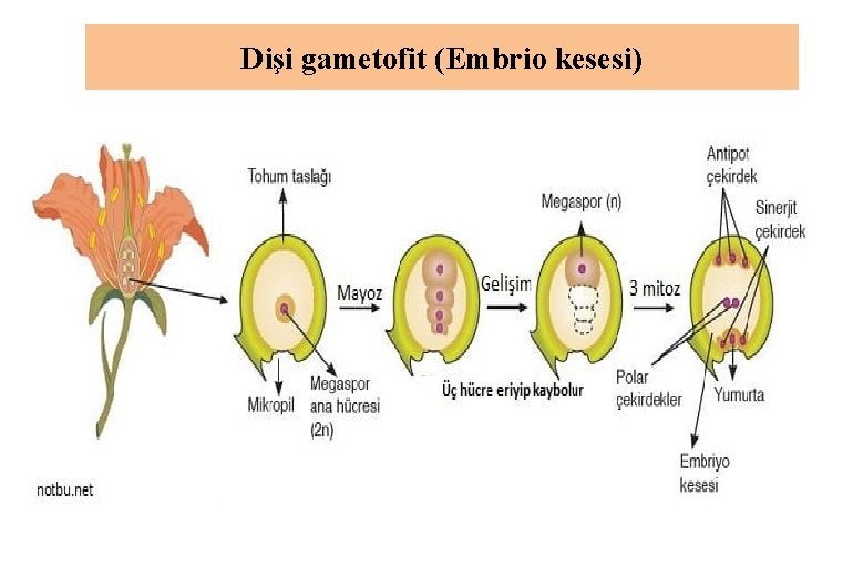 Dişi gametofit (Embrio kesesi) 