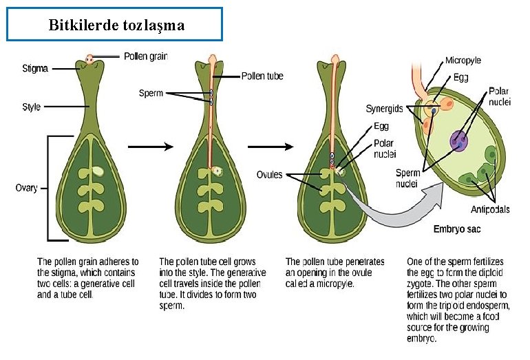 Bitkilerde tozlaşma 