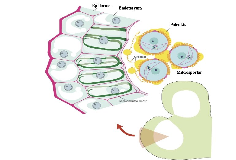 Epiderma Endotesyum Polenkit Mikrosporlar 