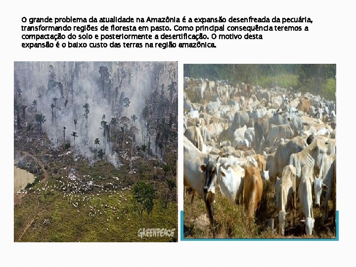 O grande problema da atualidade na Amazônia é a expansão desenfreada da pecuária, transformando