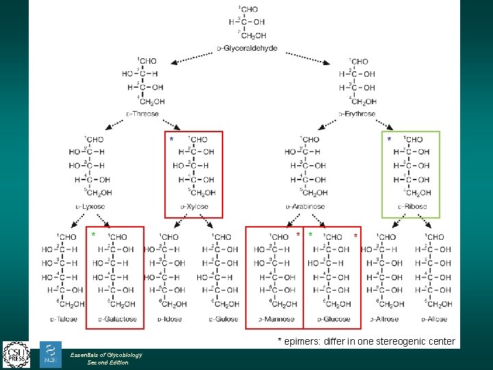 * * * * epimers: differ in one stereogenic center Essentials of Glycobiology Second