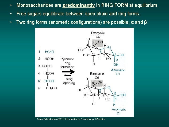  • Monosaccharides are predominantly in RING FORM at equilibrium. • Free sugars equilibrate