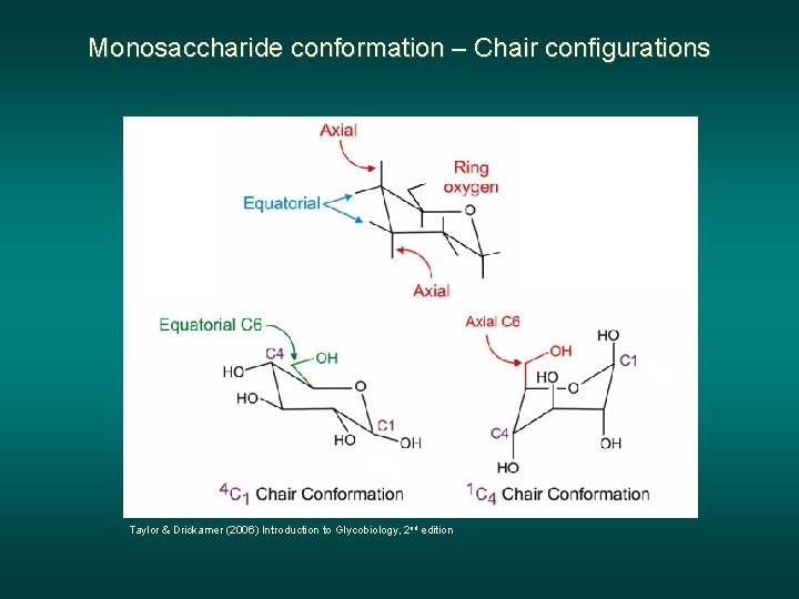 Monosaccharide conformation – Chair configurations Taylor & Drickamer (2006) Introduction to Glycobiology, 2 nd