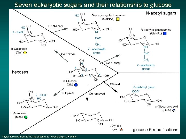 Seven eukaryotic sugars and their relationship to glucose Taylor & Drickamer (2011) Introduction to