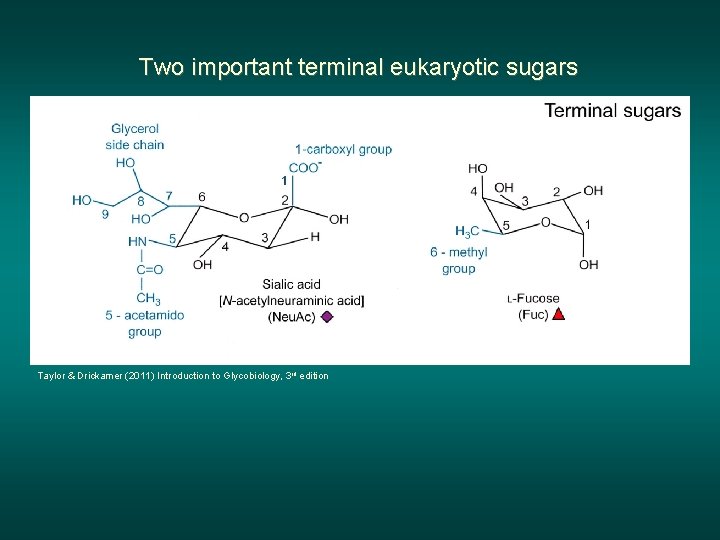 Two important terminal eukaryotic sugars Taylor & Drickamer (2011) Introduction to Glycobiology, 3 rd