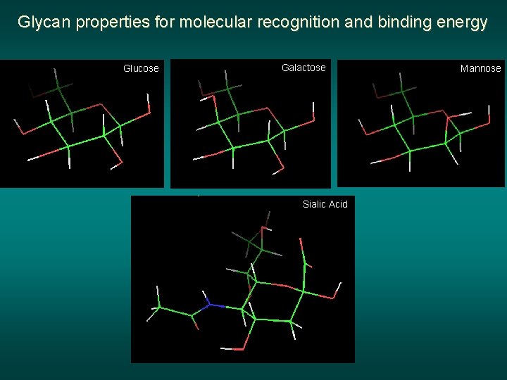 Glycan properties for molecular recognition and binding energy Glucose Galactose Sialic Acid Mannose 