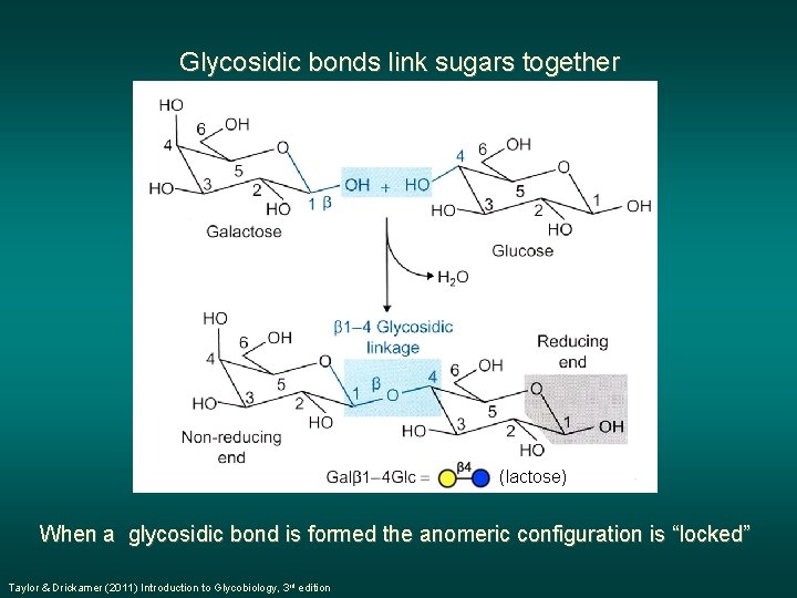Glycosidic bonds link sugars together (lactose) When a glycosidic bond is formed the anomeric