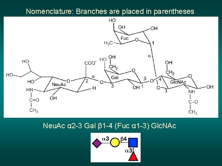 Nomenclature: Branches are placed in parentheses Neu. Ac α 2 -3 Gal β 1