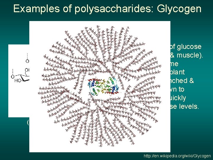 Examples of polysaccharides: Glycogen α 1 -6 Glc branches Tissue storage form of glucose