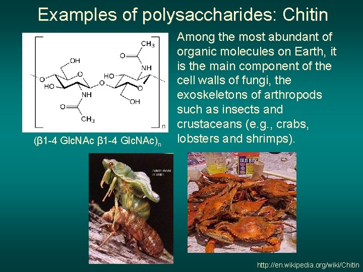 Examples of polysaccharides: Chitin (β 1 -4 Glc. NAc)n Among the most abundant of