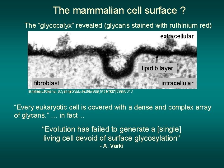 The mammalian cell surface ? The “glycocalyx” revealed (glycans stained with ruthinium red) extracellular