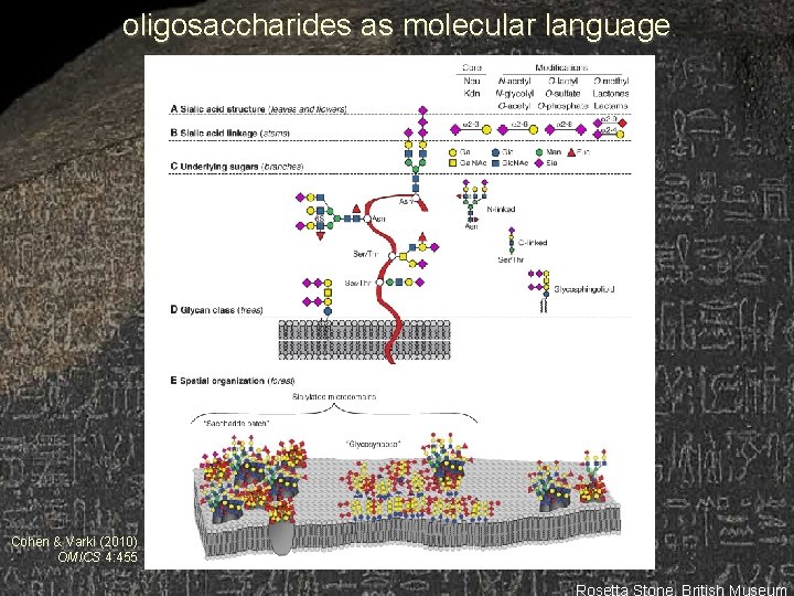 oligosaccharides as molecular language Cohen & Varki (2010) OMICS 4: 455 Rosetta Stone, British