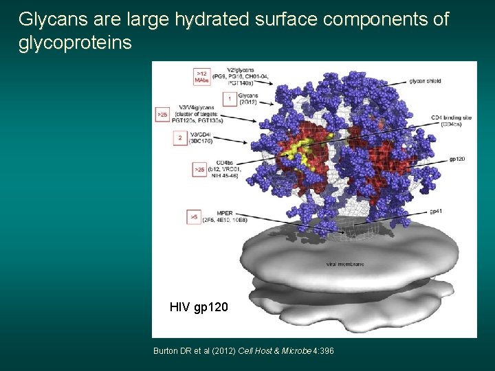 Glycans are large hydrated surface components of glycoproteins HIV gp 120 Burton DR et