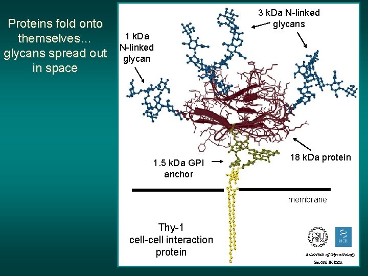 Proteins fold onto themselves… glycans spread out in space 3 k. Da N-linked glycans