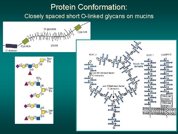 Protein Conformation: Closely spaced short O-linked glycans on mucins 