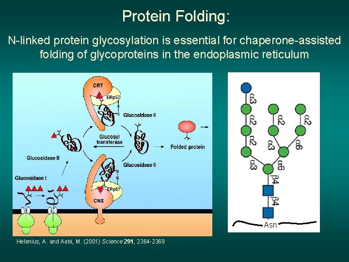 Protein Folding: N-linked protein glycosylation is essential for chaperone-assisted folding of glycoproteins in the