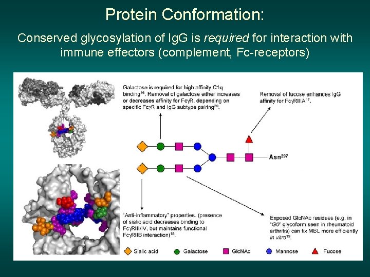 Protein Conformation: Conserved glycosylation of Ig. G is required for interaction with immune effectors