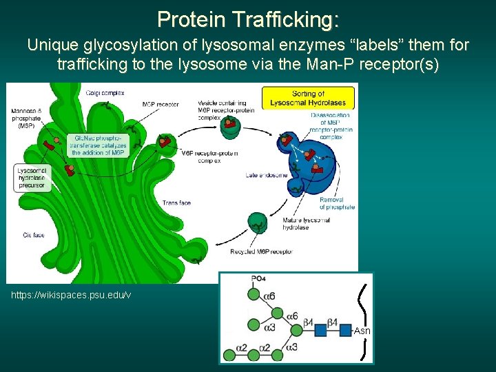 Protein Trafficking: Unique glycosylation of lysosomal enzymes “labels” them for trafficking to the lysosome