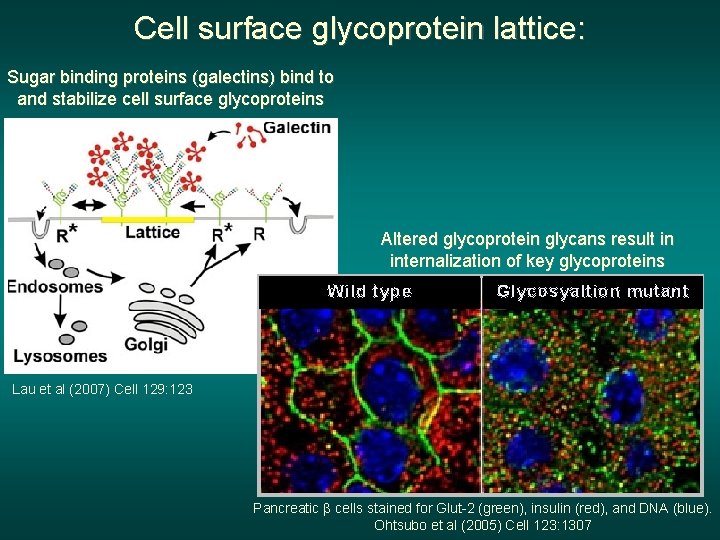 Cell surface glycoprotein lattice: Sugar binding proteins (galectins) bind to and stabilize cell surface