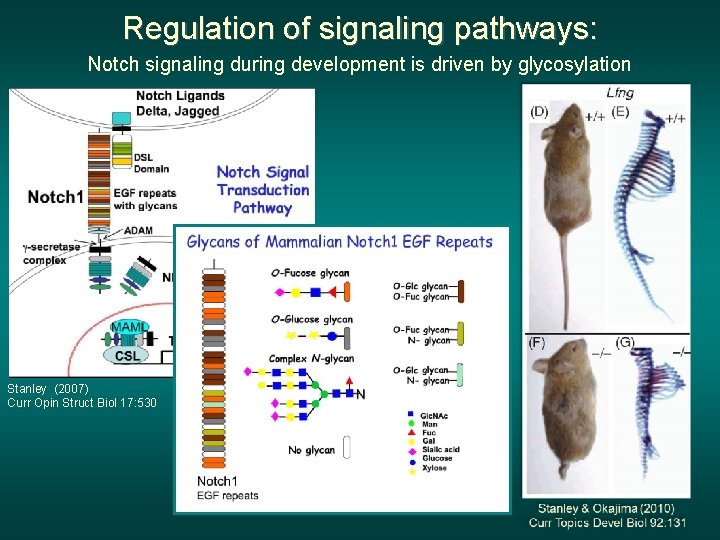Regulation of signaling pathways: Notch signaling during development is driven by glycosylation Stanley (2007)