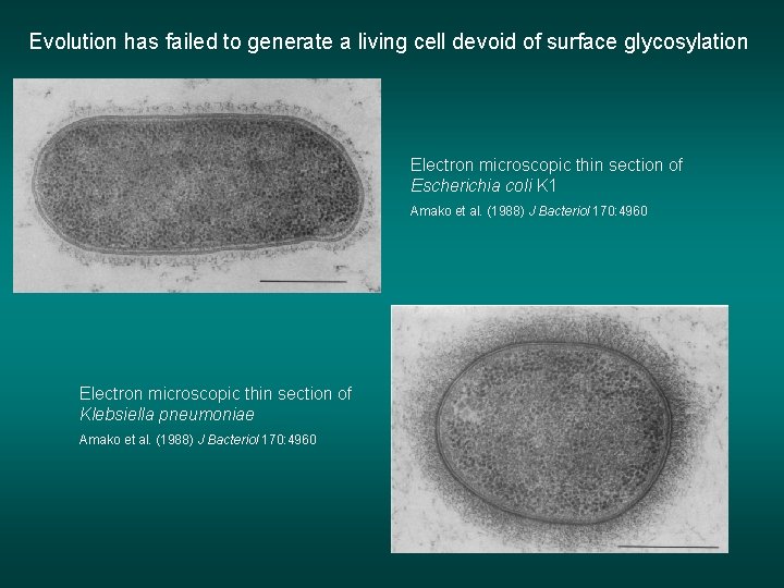 Evolution has failed to generate a living cell devoid of surface glycosylation Electron microscopic