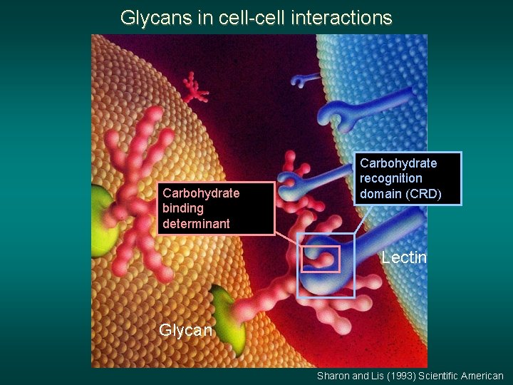 Glycans in cell-cell interactions Carbohydrate binding determinant Carbohydrate recognition domain (CRD) Lectin Glycan Sharon