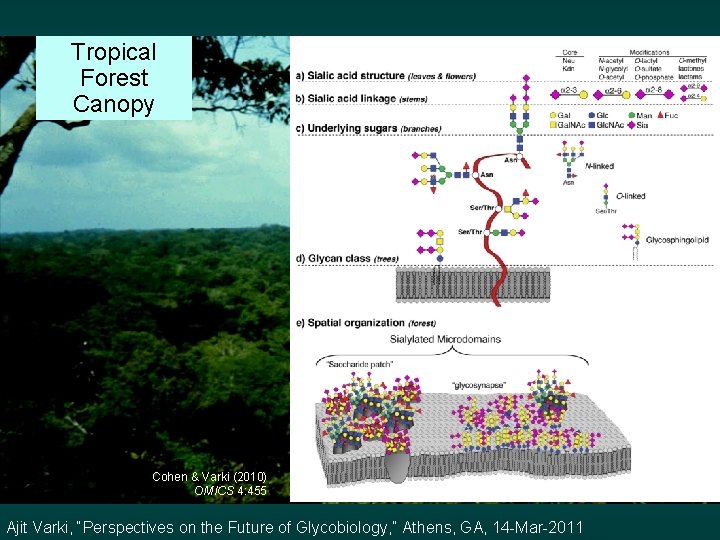 Tropical Forest Canopy Cohen & Varki (2010) OMICS 4: 455 Ajit Varki, “Perspectives on