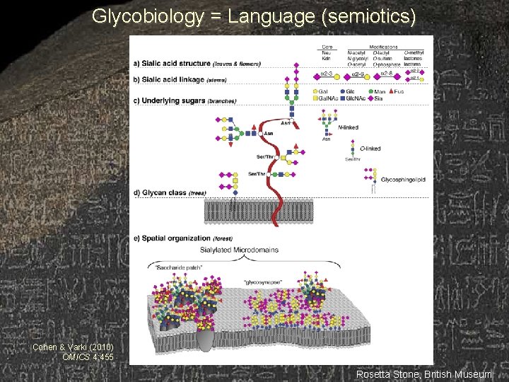 Glycobiology = Language (semiotics) Cohen & Varki (2010) OMICS 4: 455 Rosetta Stone, British