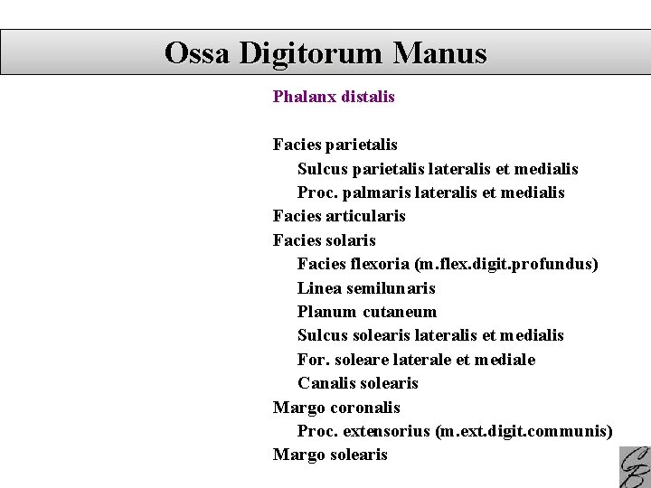 Ossa Digitorum Manus Phalanx distalis Facies parietalis Sulcus parietalis lateralis et medialis Proc. palmaris