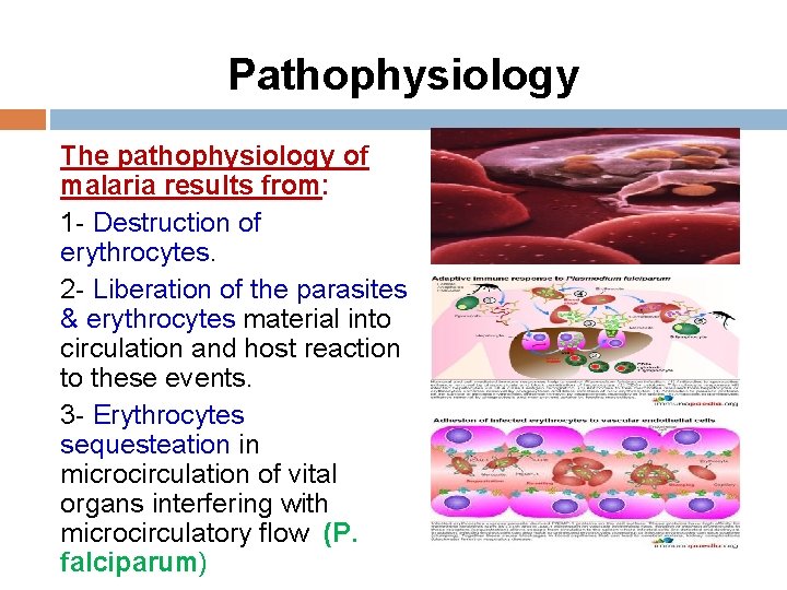 Pathophysiology The pathophysiology of malaria results from: 1 - Destruction of erythrocytes. 2 -