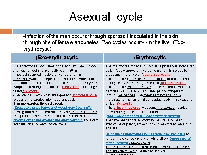 Asexual cycle -Infection of the man occurs through sporozoit inoculated in the skin through