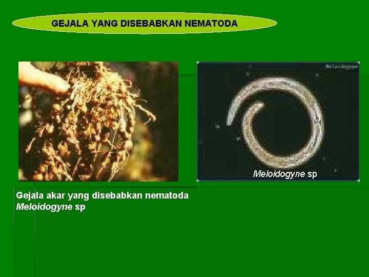 GEJALA YANG DISEBABKAN NEMATODA Meloidogyne sp Gejala akar yang disebabkan nematoda Meloidogyne sp 