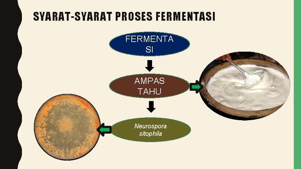 SYARAT-SYARAT PROSES FERMENTASI FERMENTA SI AMPAS TAHU Neurospora sitophila 