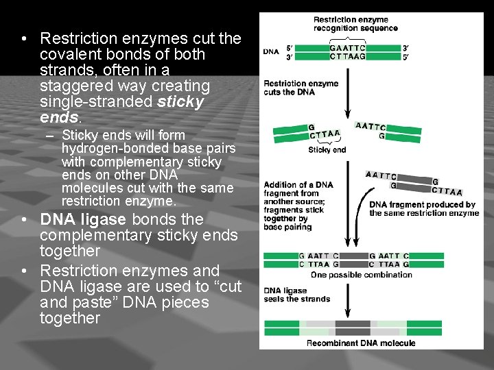  • Restriction enzymes cut the covalent bonds of both strands, often in a