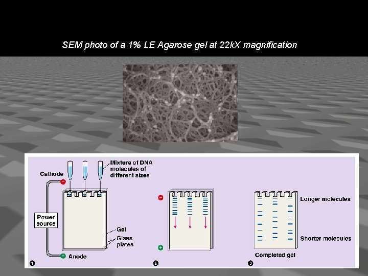 SEM photo of a 1% LE Agarose gel at 22 k. X magnification 