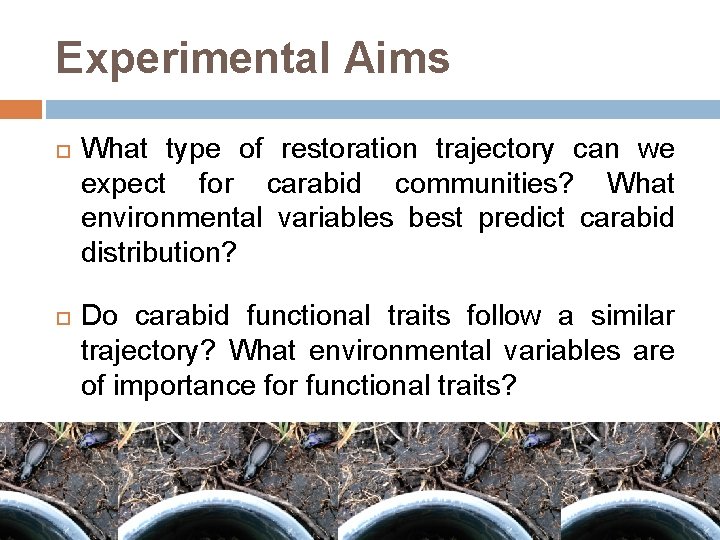 Experimental Aims What type of restoration trajectory can we expect for carabid communities? What