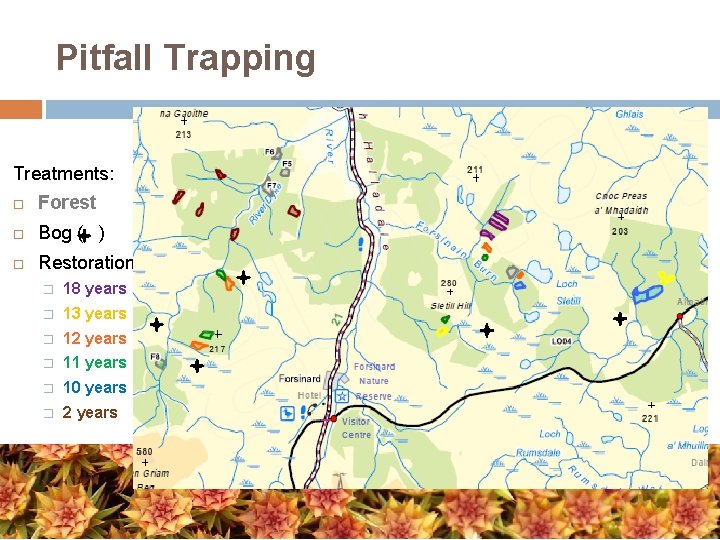 Pitfall Trapping Treatments: Forest Bog ( ) Restoration � 18 years � 13 years