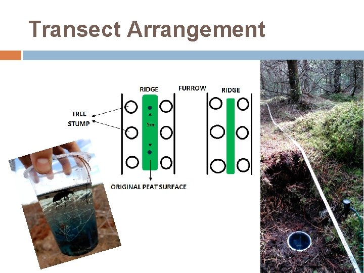 Transect Arrangement 