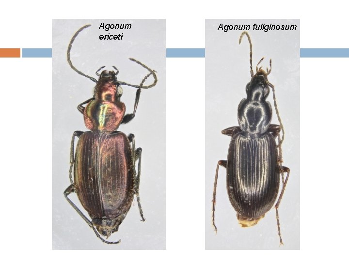 Agonum ericeti Agonum fuliginosum 