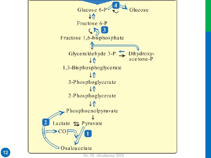 Dr. M. Alzaharna 2016 12 Dr. M. Alzaharna 2016 