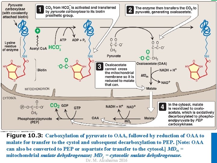 Dr. M. Alzaharna 2016 Figure 10. 3: Carboxylation of pyruvate to OAA, followed by