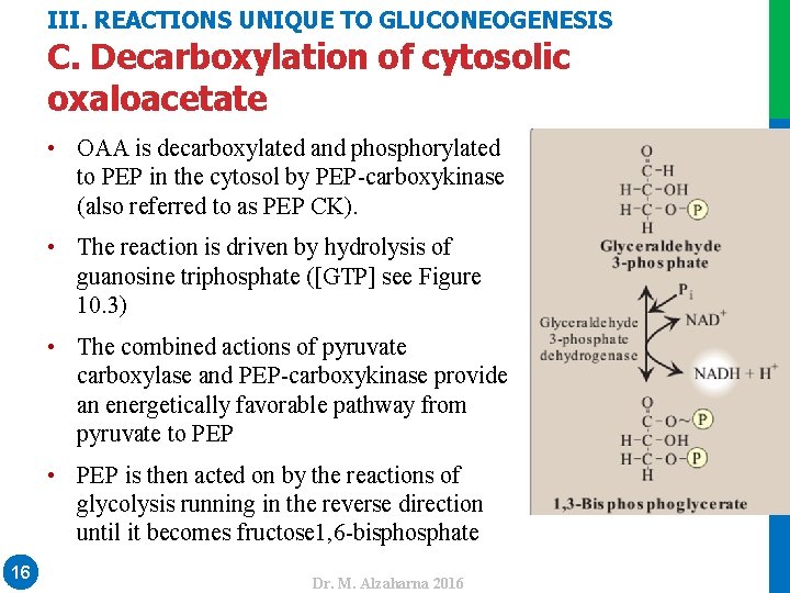 III. REACTIONS UNIQUE TO GLUCONEOGENESIS C. Decarboxylation of cytosolic oxaloacetate • OAA is decarboxylated