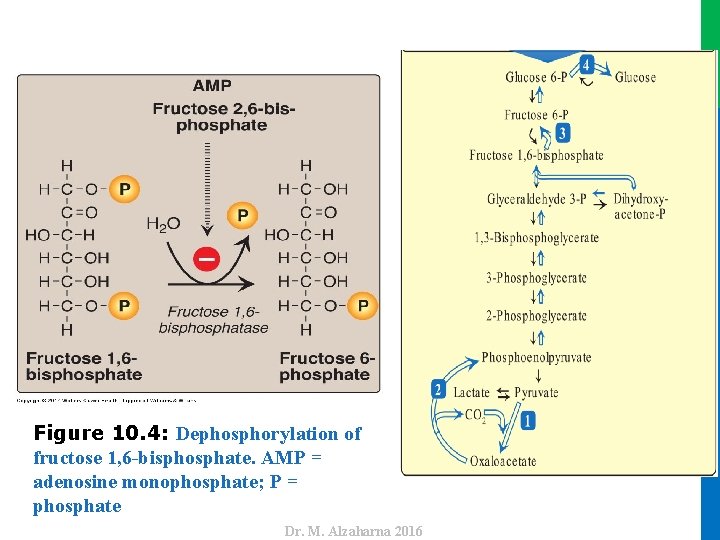 Dr. M. Alzaharna 2016 Figure 10. 4: Dephosphorylation of fructose 1, 6 -bisphosphate. AMP
