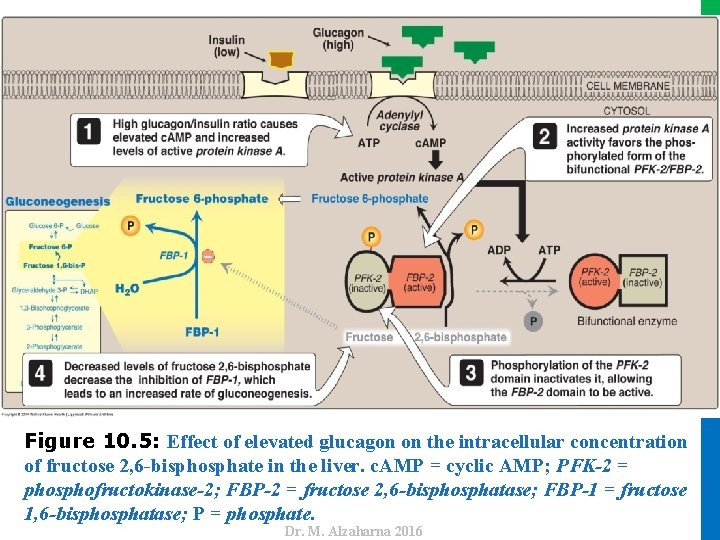 Dr. M. Alzaharna 2016 Figure 10. 5: Effect of elevated glucagon on the intracellular