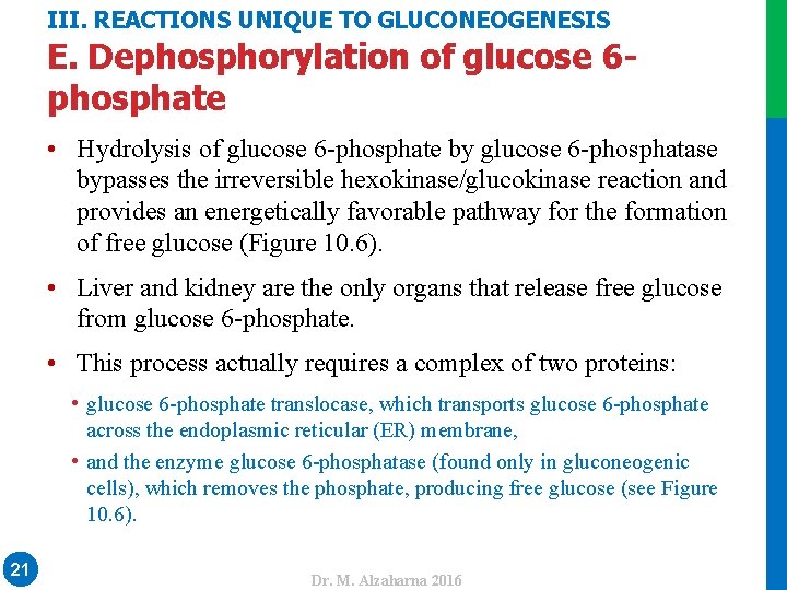 III. REACTIONS UNIQUE TO GLUCONEOGENESIS E. Dephosphorylation of glucose 6 phosphate • Hydrolysis of