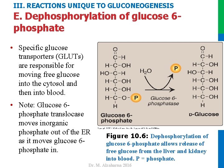 III. REACTIONS UNIQUE TO GLUCONEOGENESIS E. Dephosphorylation of glucose 6 phosphate • Note: Glucose